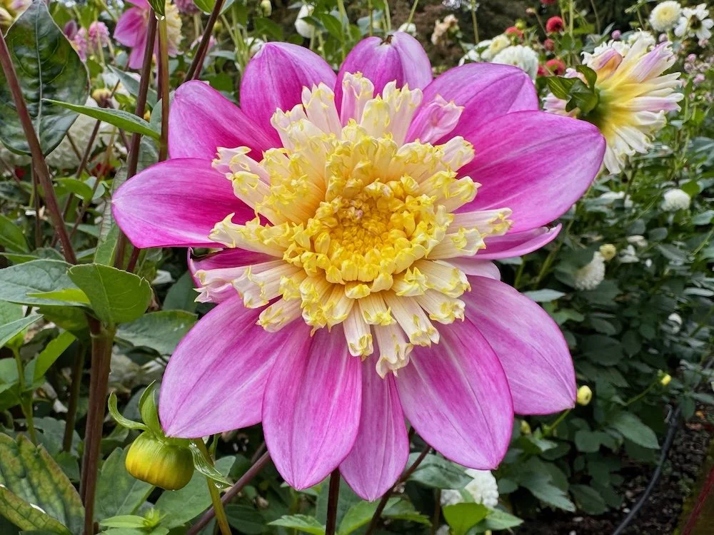 Dahlia 'Jenna' (Jenna Dahlia) — Northwest Blooms